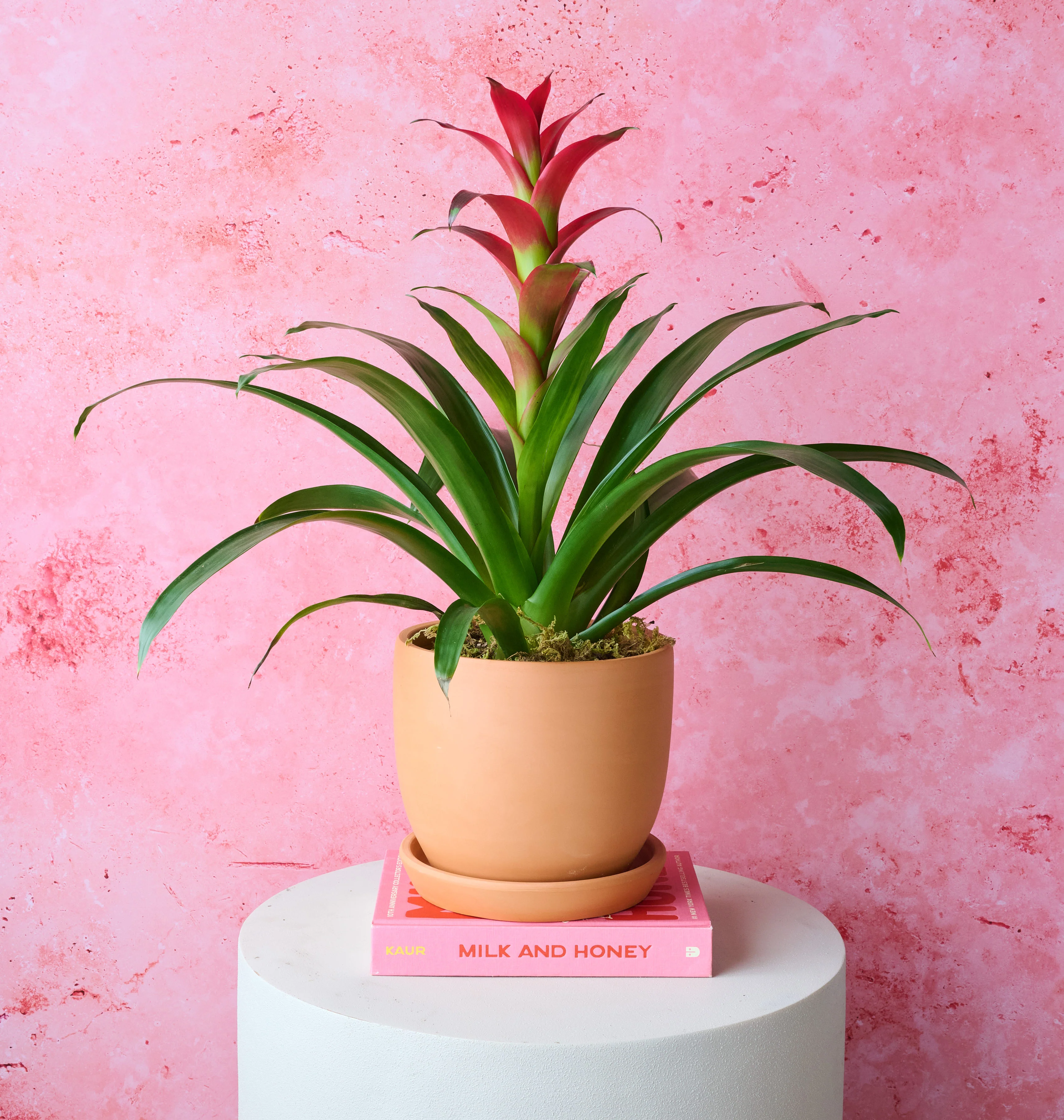 Bromeliad - Image 4