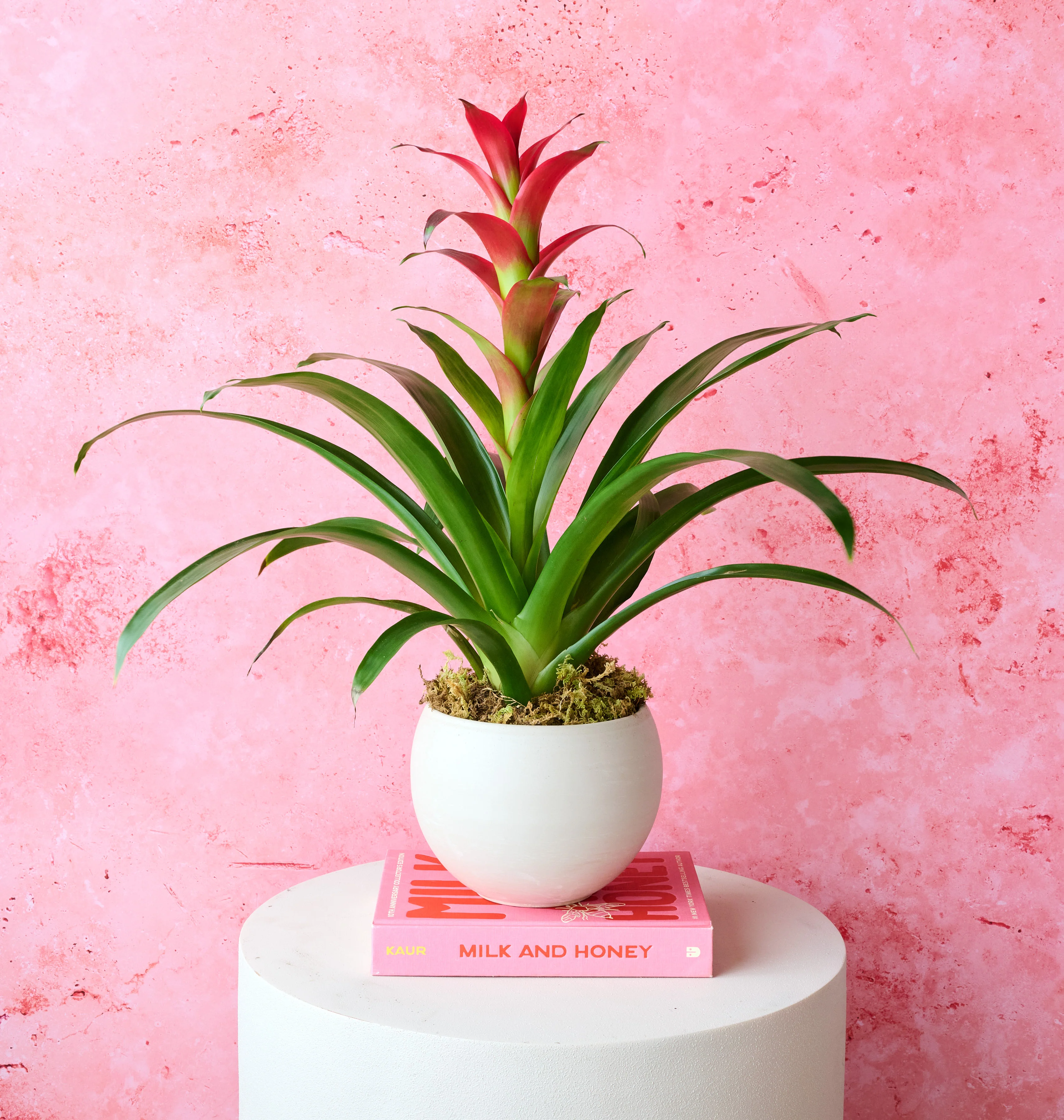 Bromeliad - Image 6