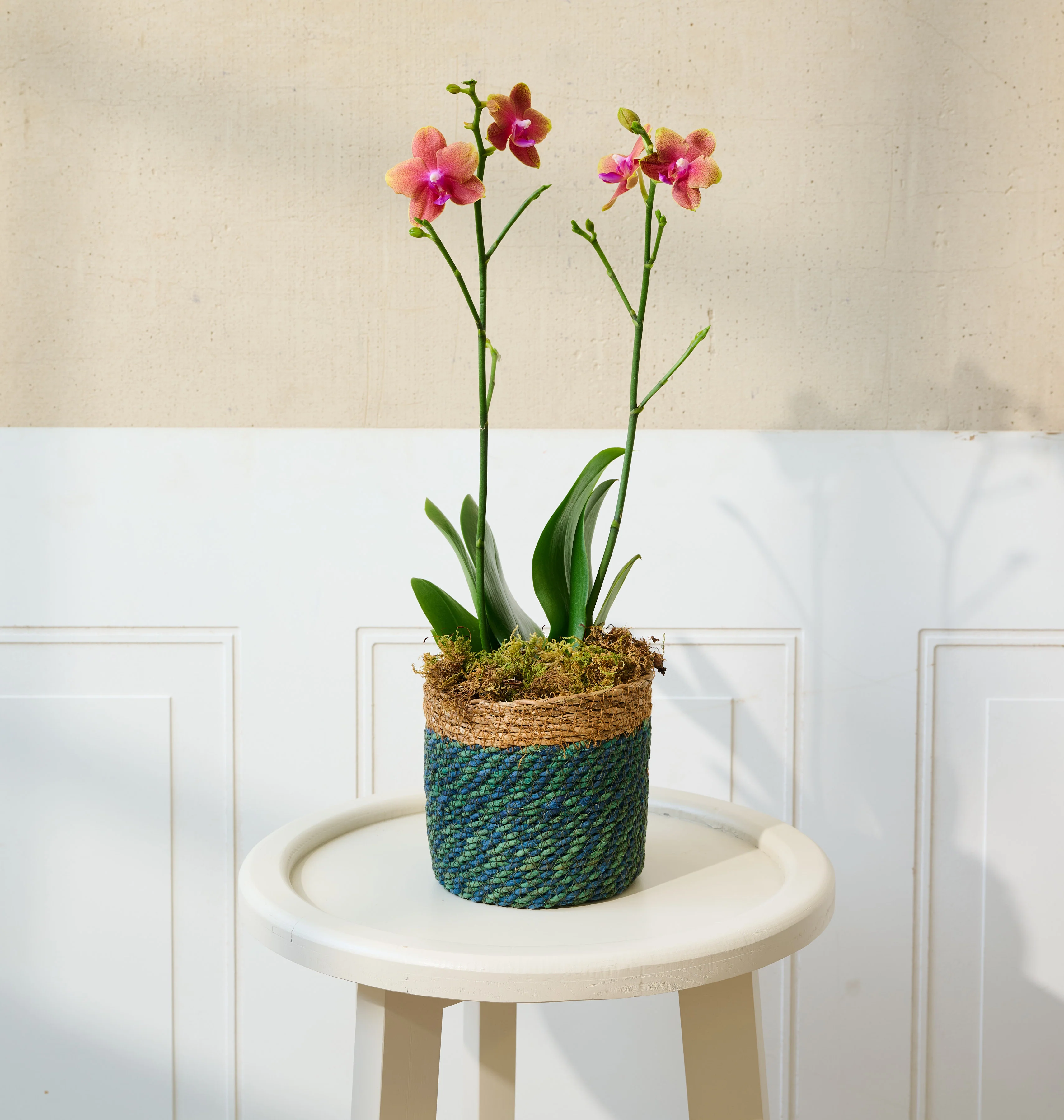 Mini Orchid - Image 14
