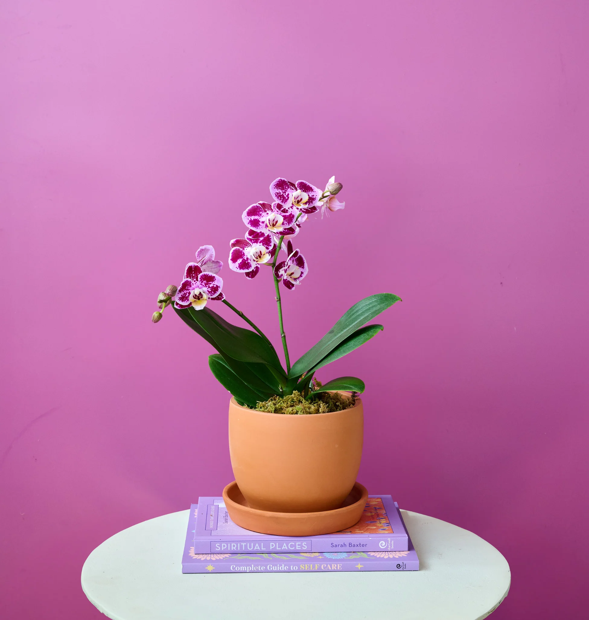 Mini Orchid - Image 19