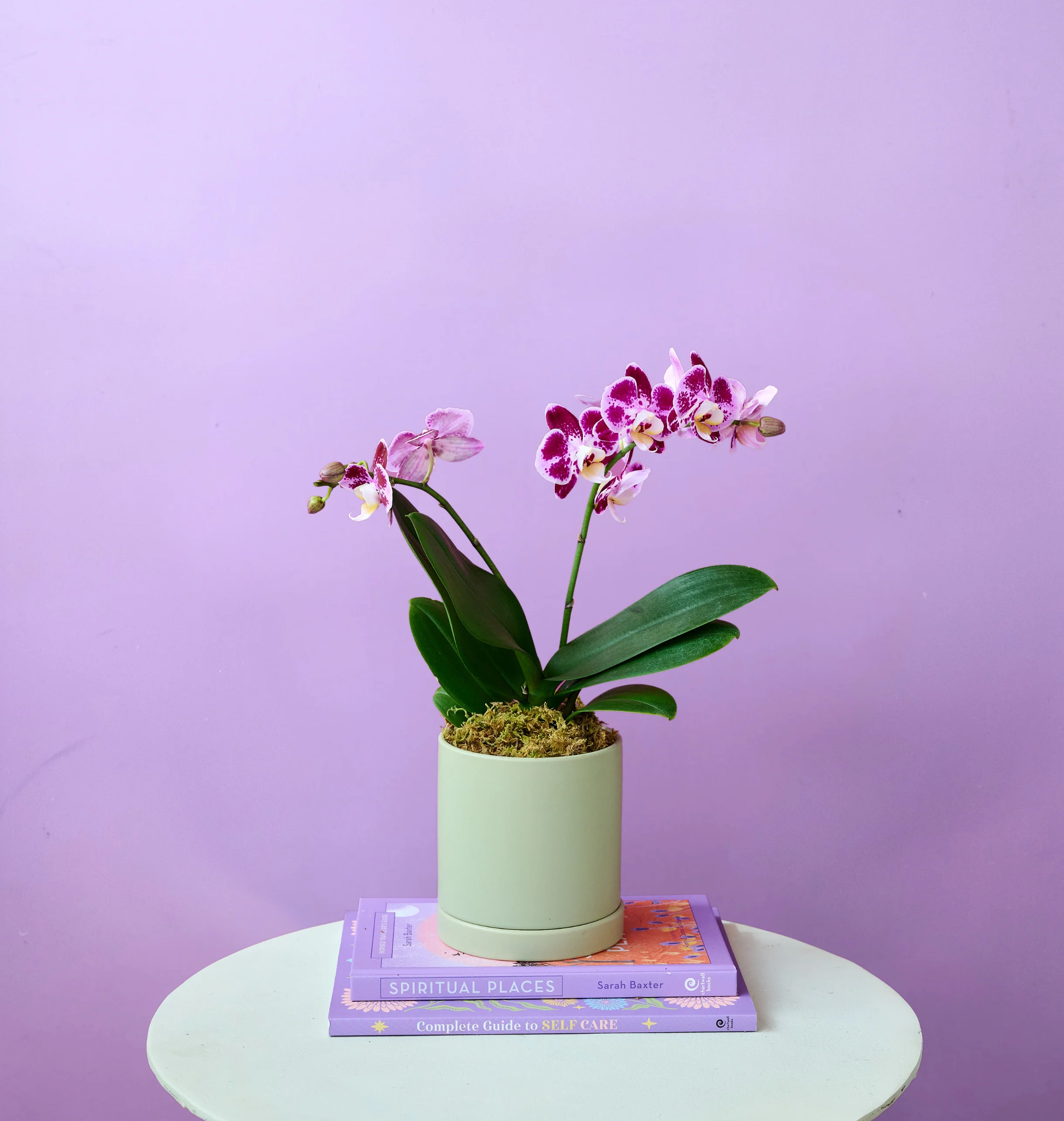 Mini Orchid - Image 3