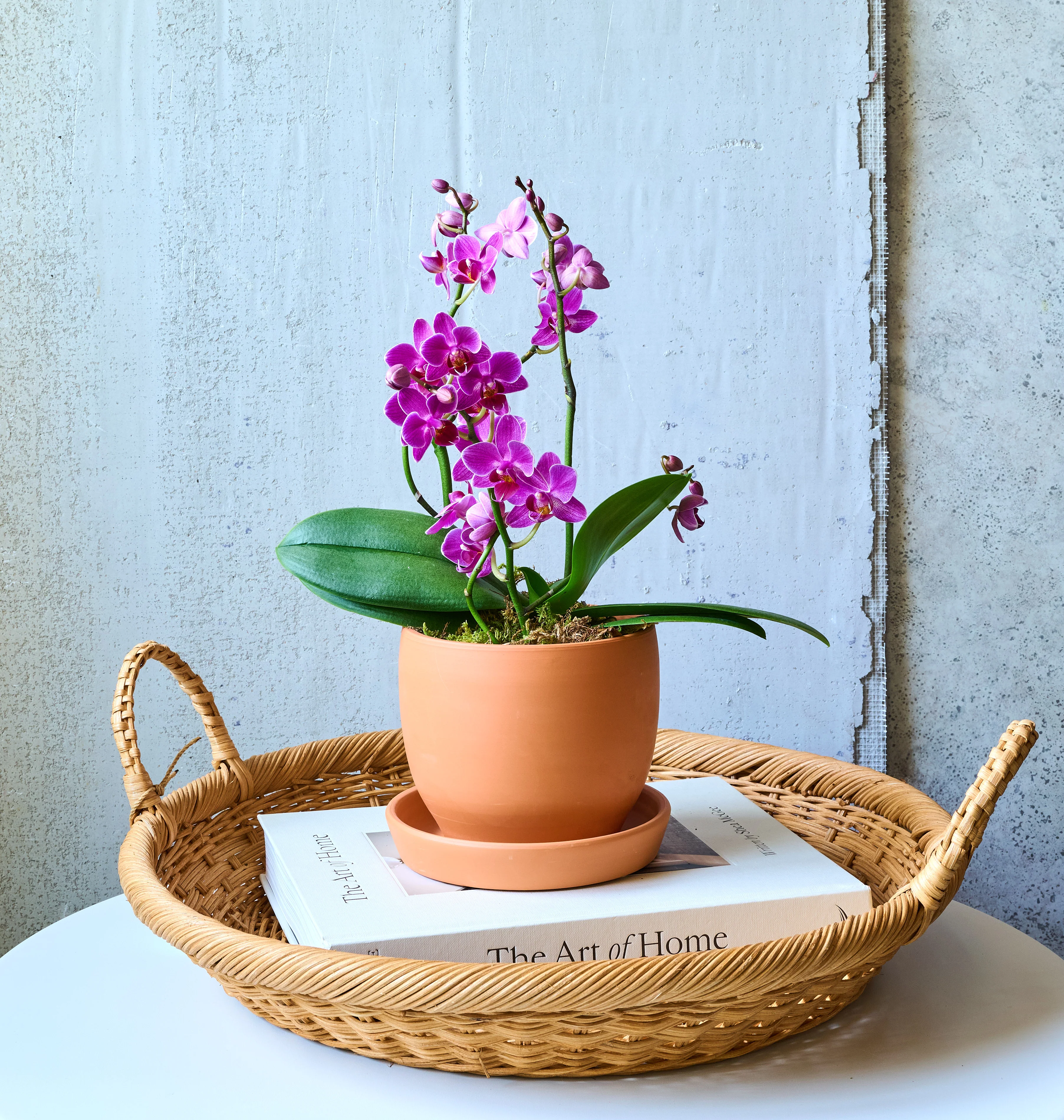 Mini Orchid - Image 4