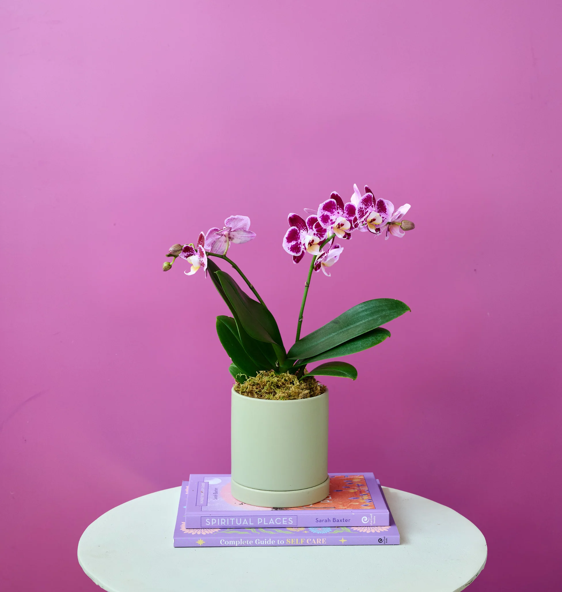 Mini Orchid - Image 5