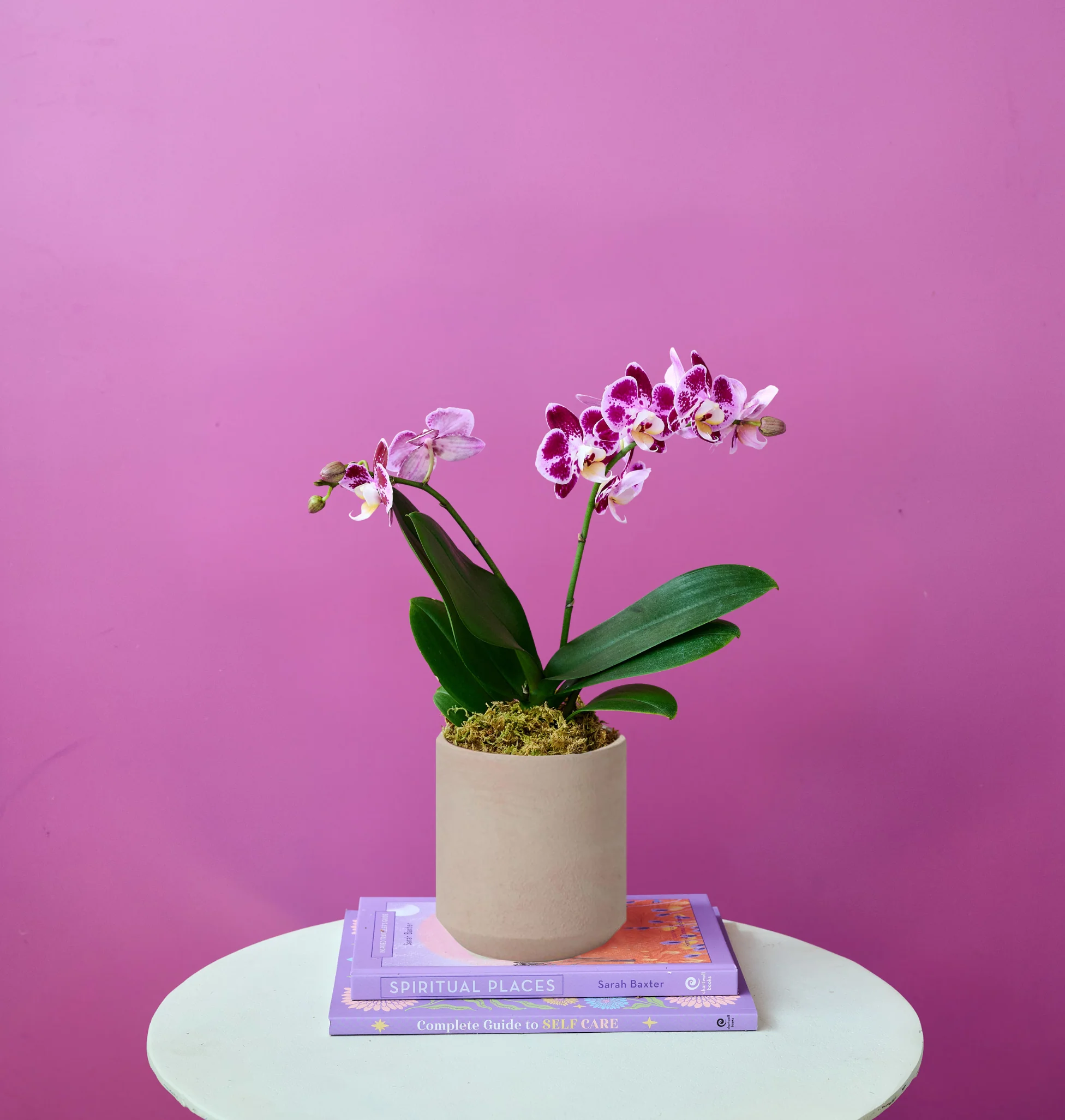 Mini Orchid - Image 6