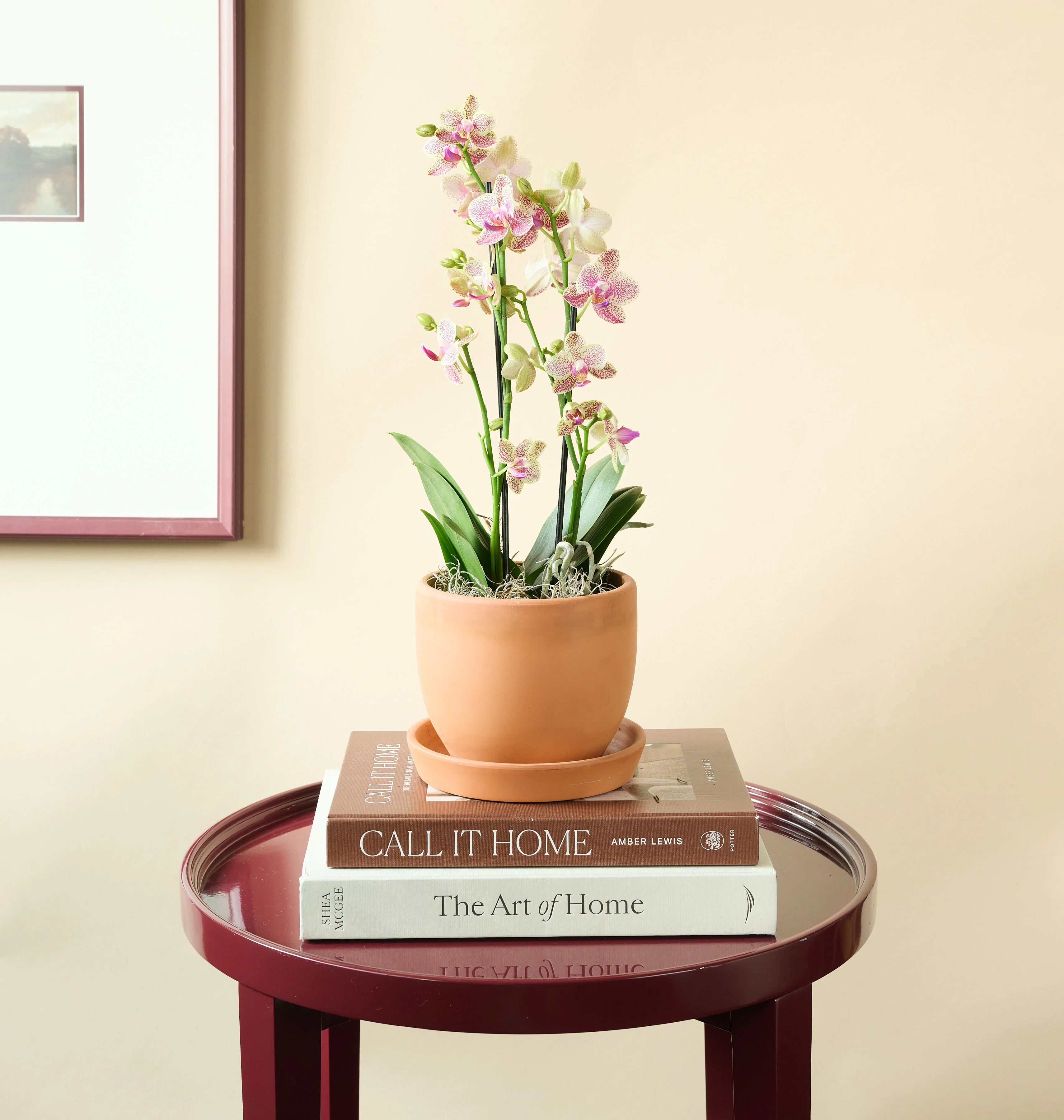 Mini Orchid - Image 8