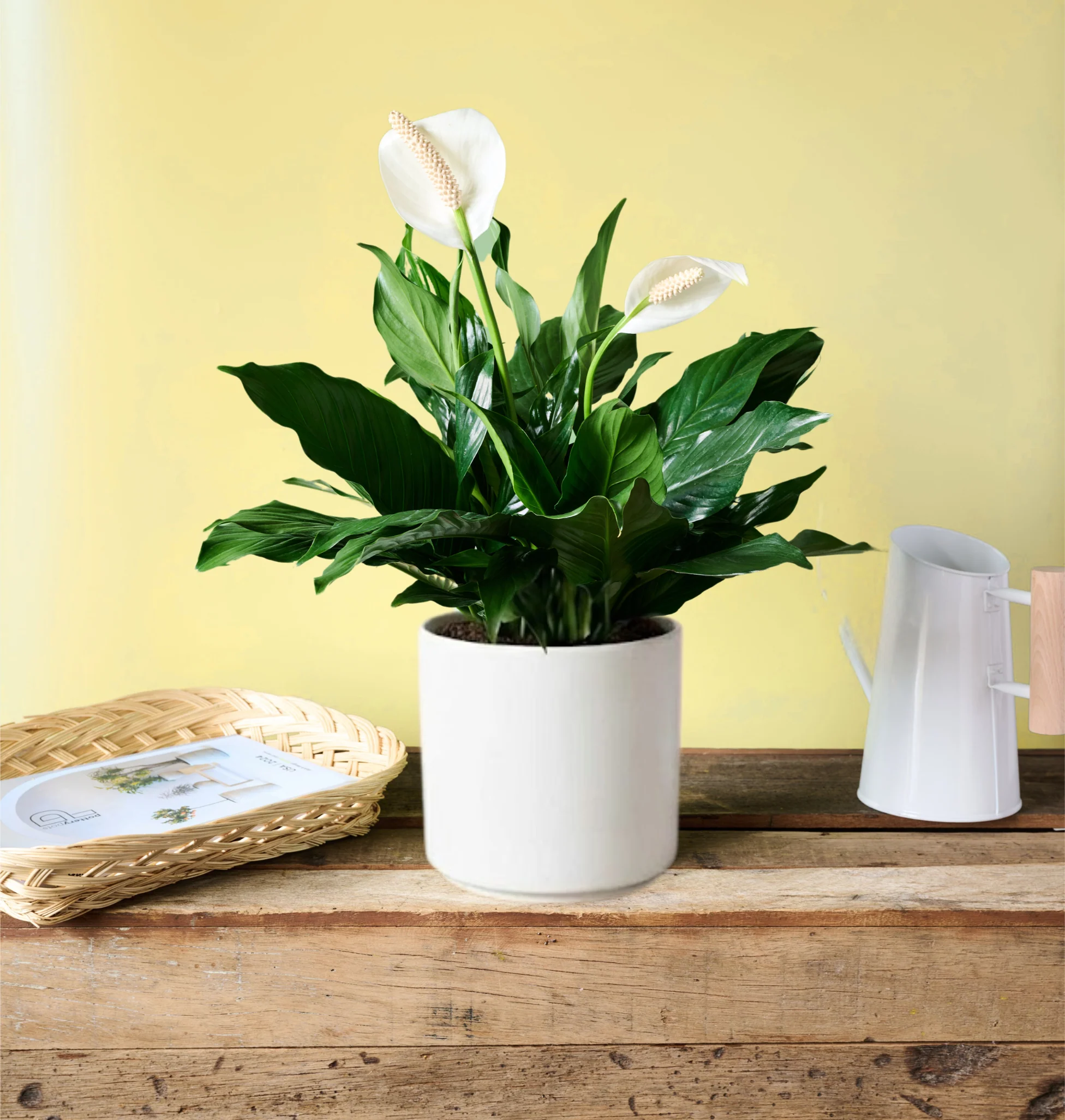 Peace Lily - Image 3