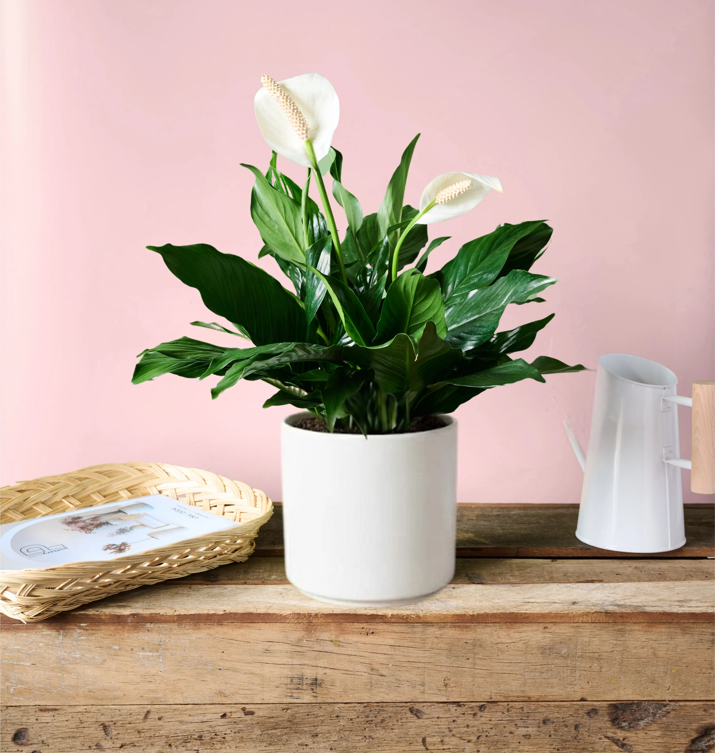 Peace Lily - Image 4