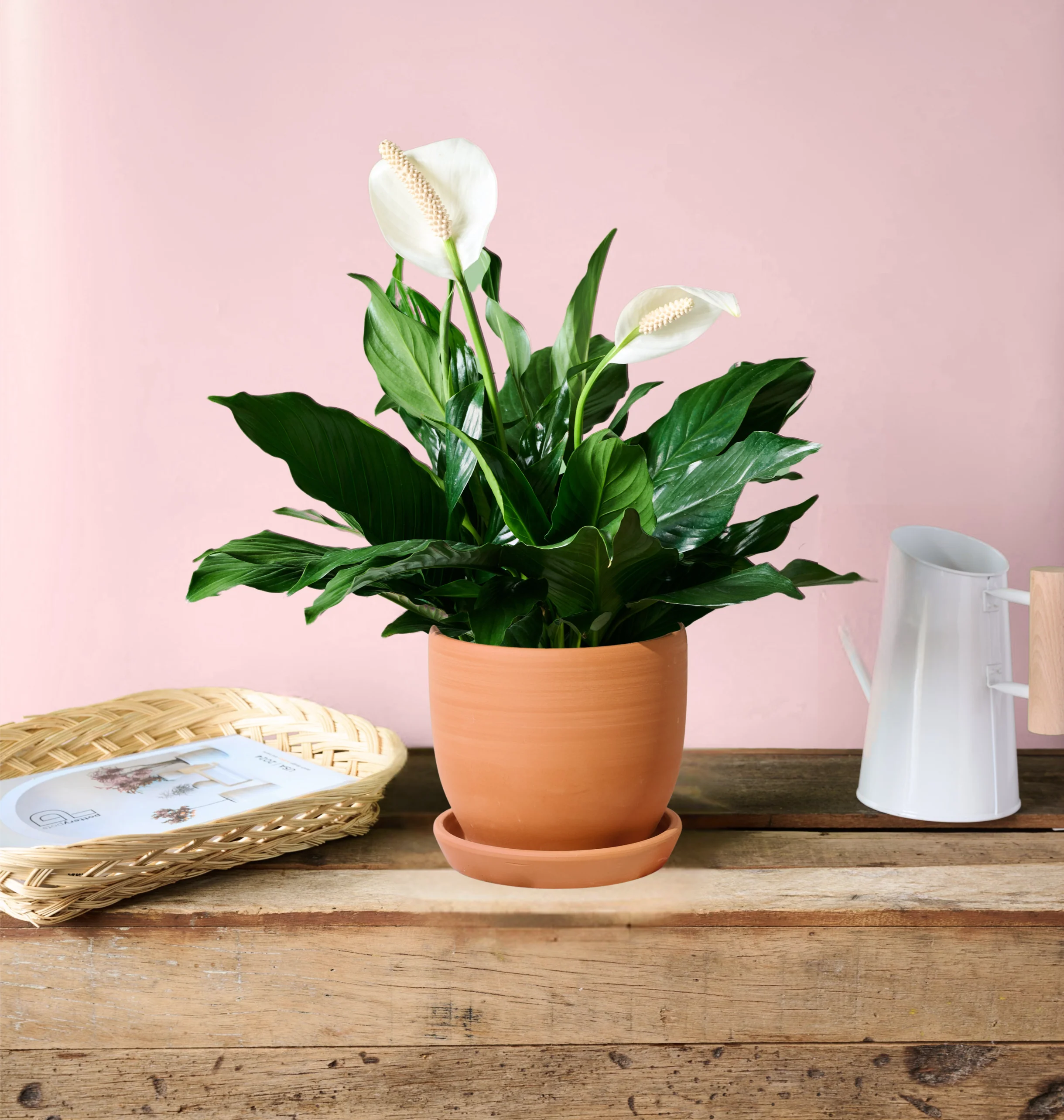 Peace Lily - Image 5