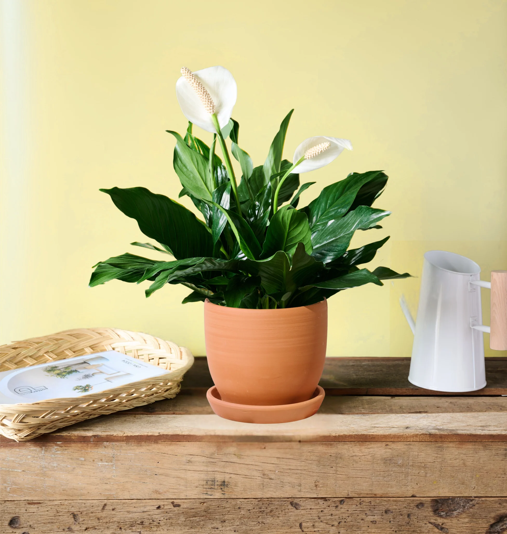 Peace Lily - Image 6
