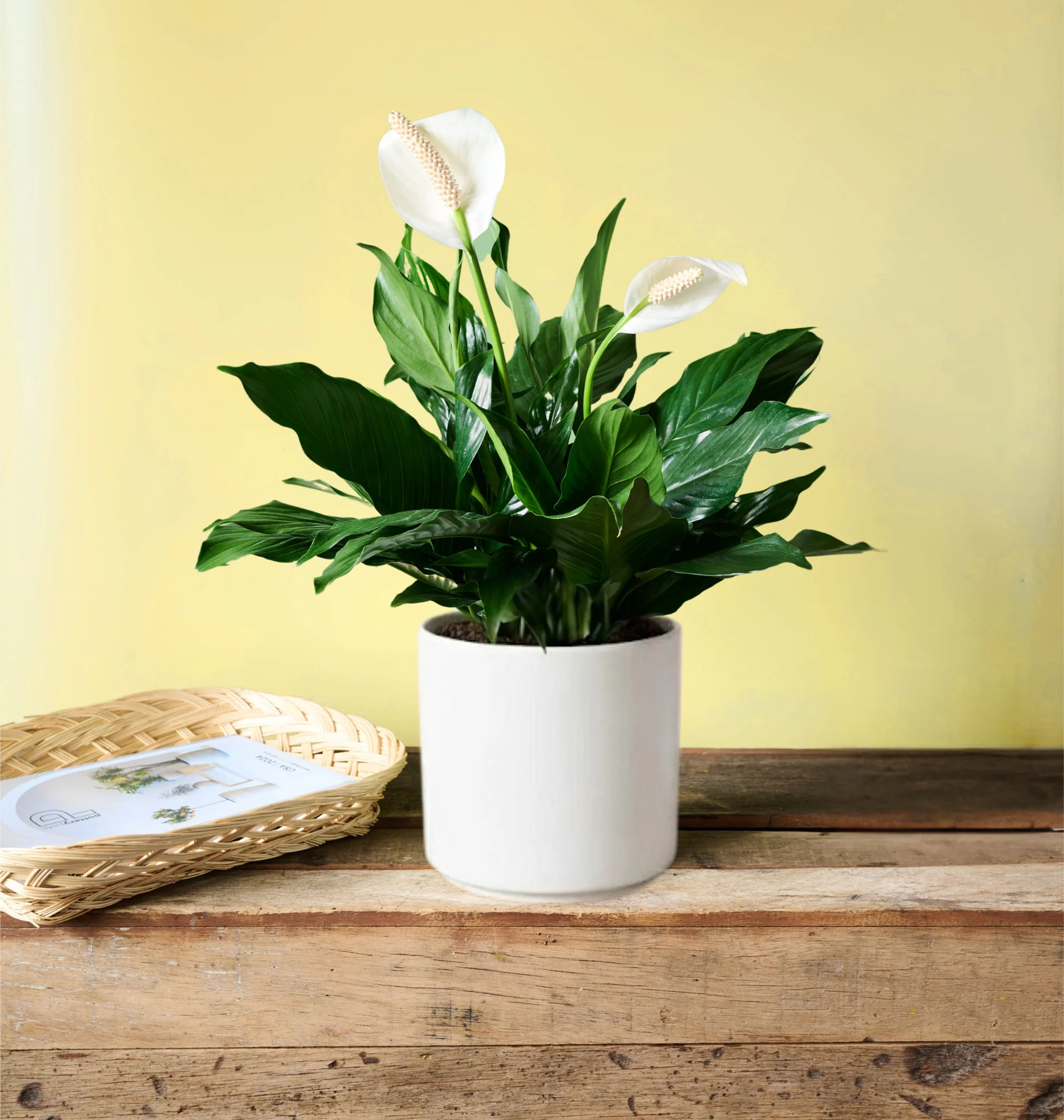 Peace Lily - Image 7