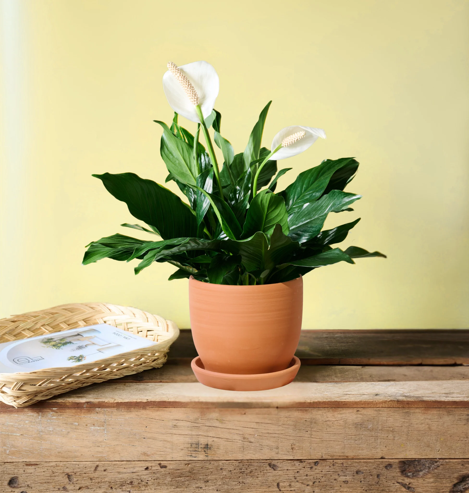 Peace Lily - Image 8